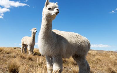 PETA – Peruvian Alpaca Industry